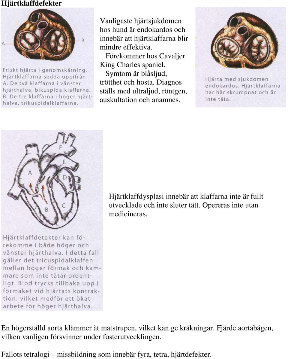 Hjärtklaffdysplasi innebär att klaffarna inte är fullt utvecklade och inte sluter tätt. Opereras inte utan medicineras.