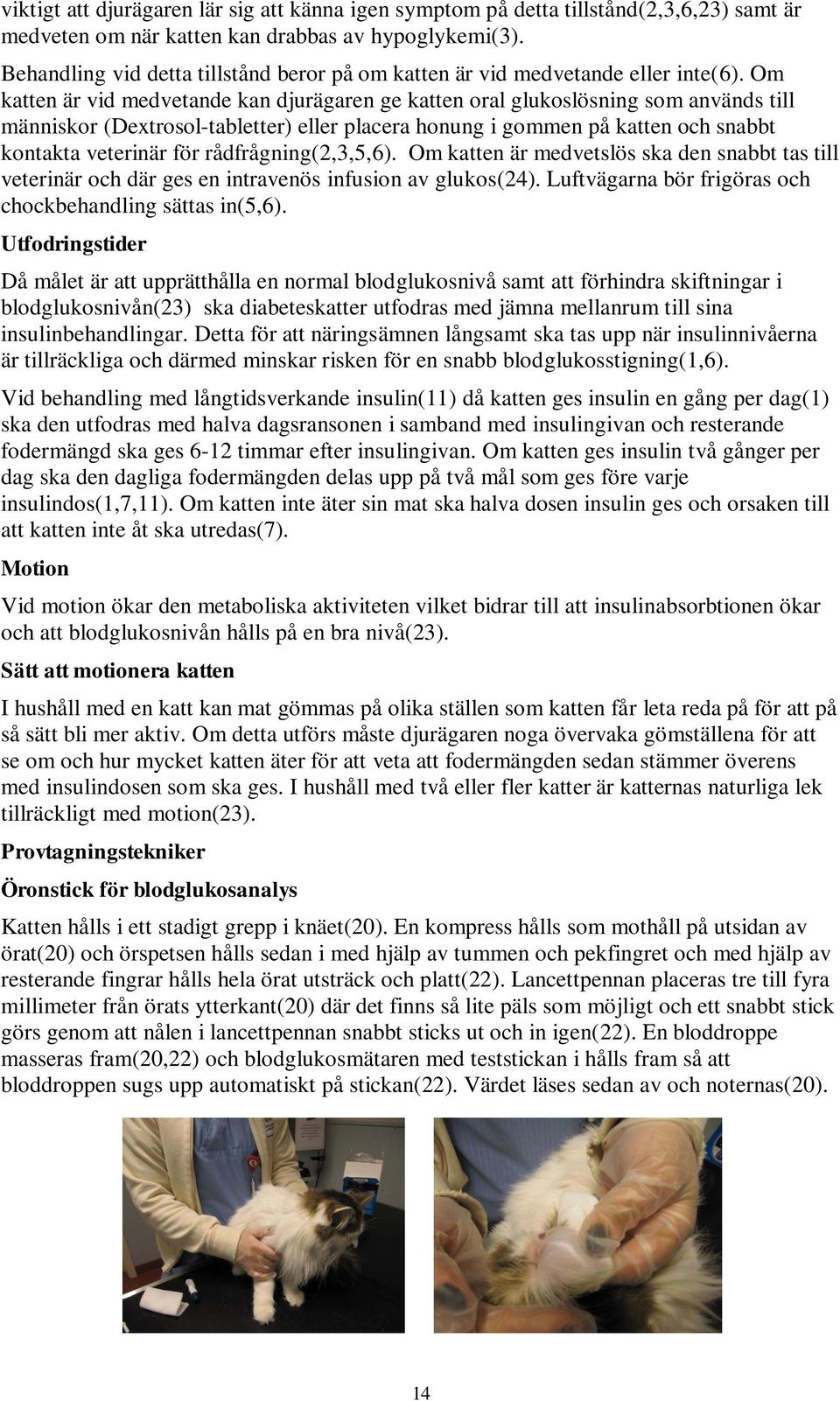 Om katten är vid medvetande kan djurägaren ge katten oral glukoslösning som används till människor (Dextrosol-tabletter) eller placera honung i gommen på katten och snabbt kontakta veterinär för