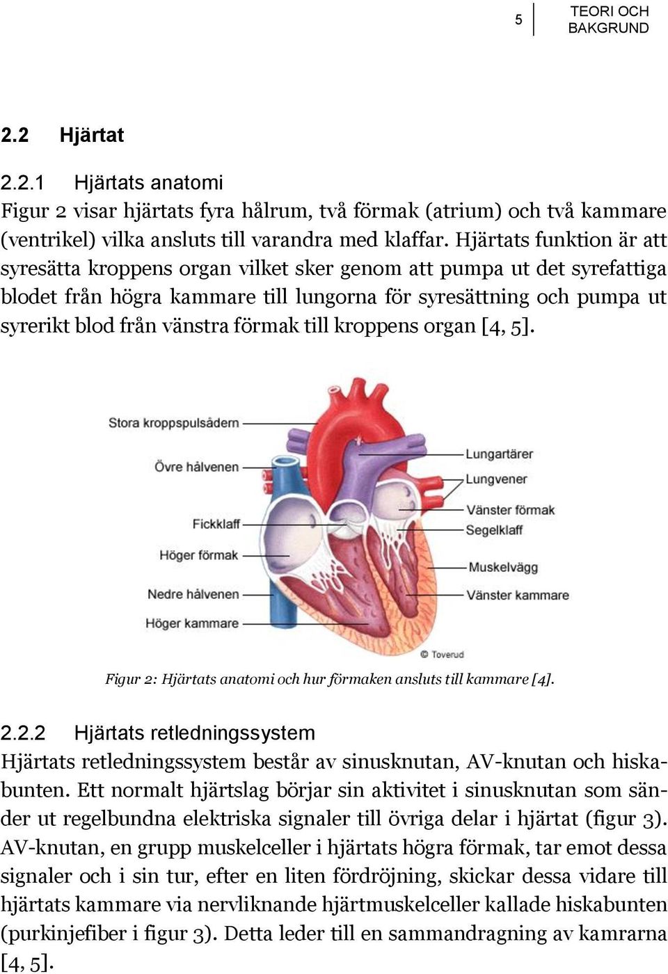 förmak till kroppens organ [4, 5]. Figur 2: Hjärtats anatomi och hur förmaken ansluts till kammare [4]. 2.2.2 Hjärtats retledningssystem Hjärtats retledningssystem består av sinusknutan, AV-knutan och hiskabunten.