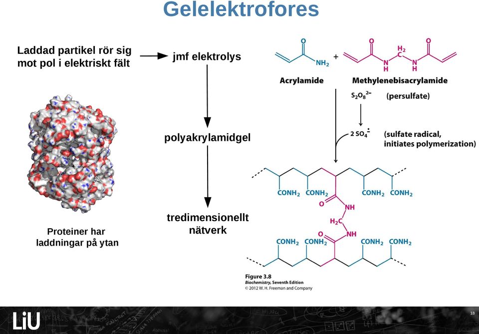 elektrolys polyakrylamidgel Proteiner