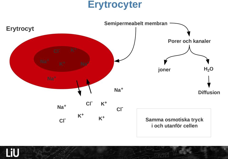 H2O joner Na+ Na+ Cl- Na+ Cl- K+ K+ K+