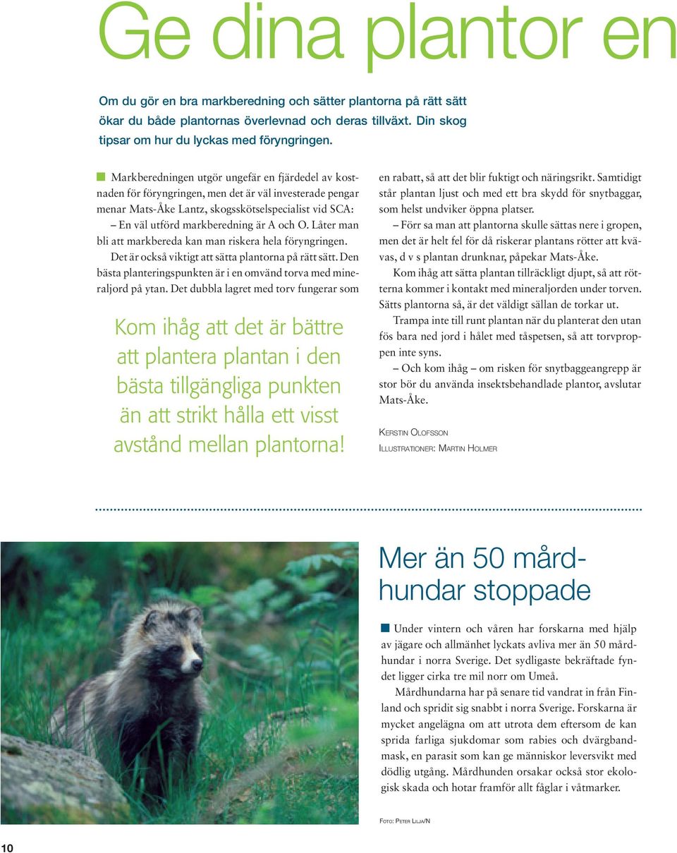 O. Låter man bli att markbereda kan man riskera hela föryngringen. Det är också viktigt att sätta plantorna på rätt sätt. Den bästa planteringspunkten är i en omvänd torva med mineraljord på ytan.