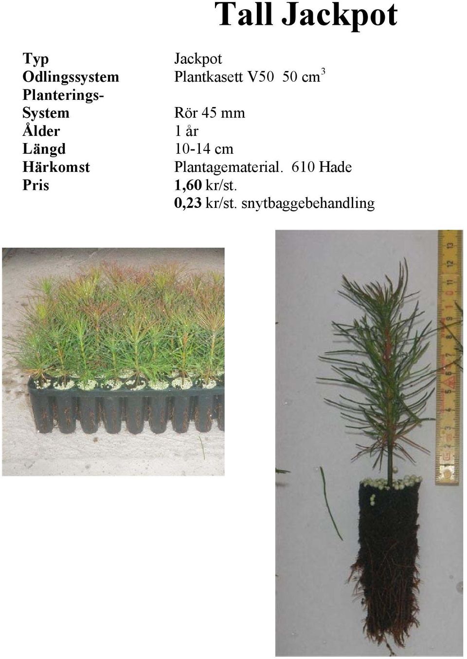 Längd 10-14 cm Härkomst Plantagematerial.