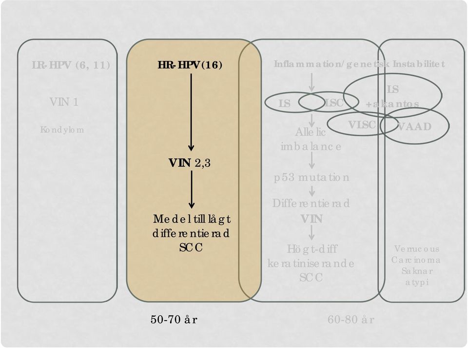 mutation VLSC LS +akantos VAAD Medel till lågt differentierad SCC