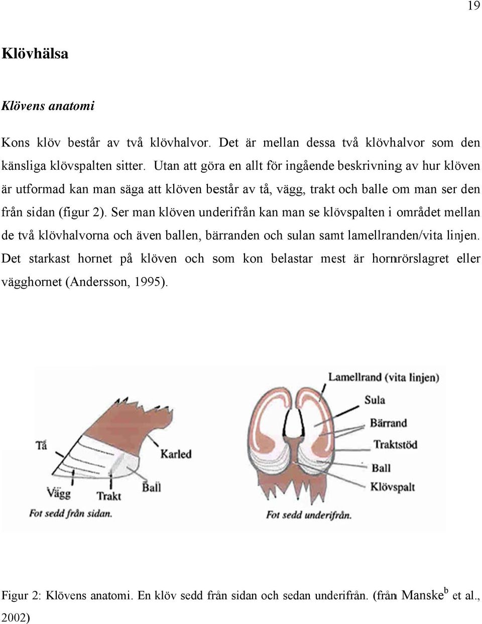 2). Ser man klöven underifrån kan man se klövspalten i området mellan de två klövhalvorna och även ballen, bärranden och sulan samt lamellranden/vita linjen.