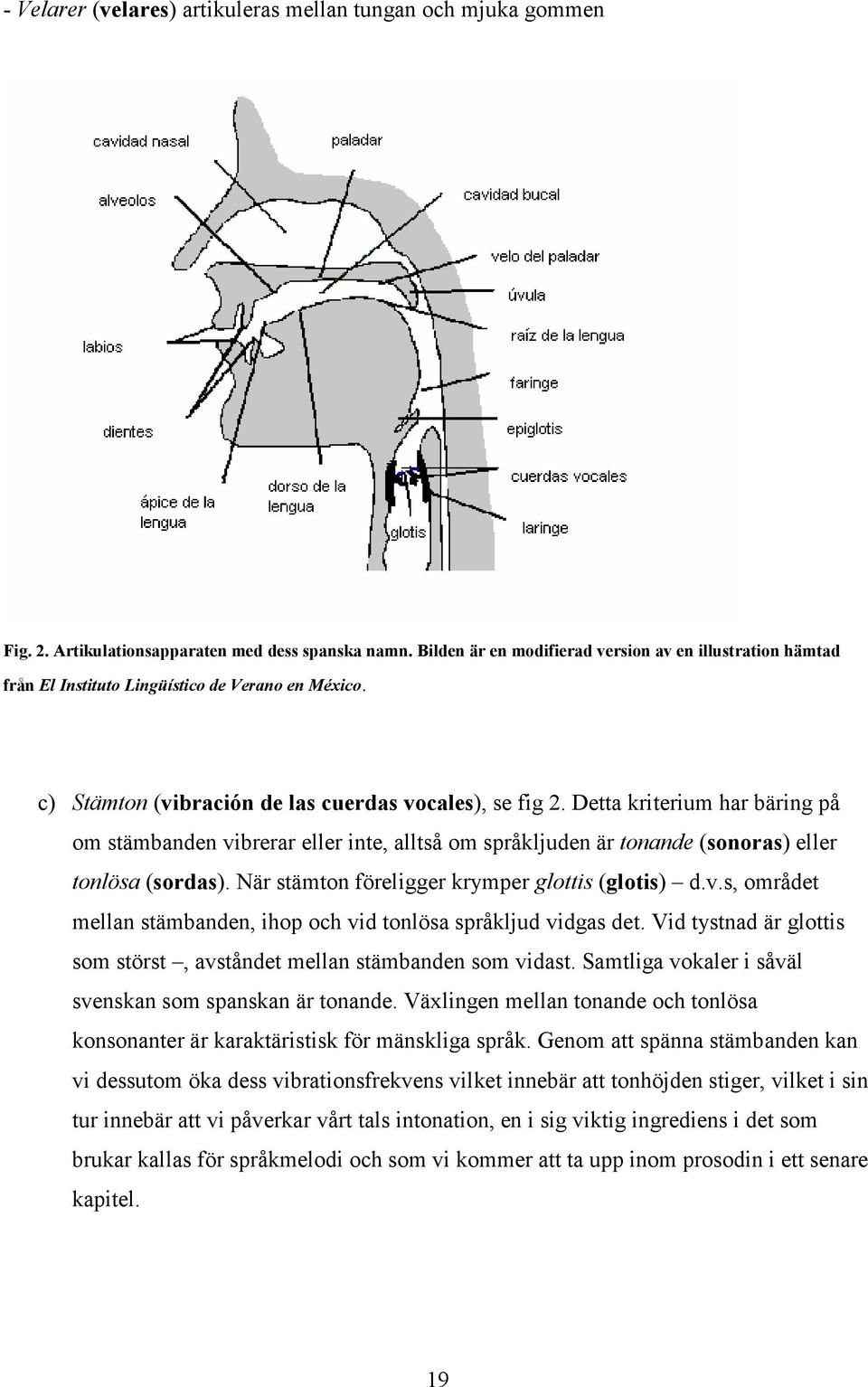 Detta kriterium har bäring på om stämbanden vibrerar eller inte, alltså om språkljuden är tonande (sonoras) eller tonlösa (sordas). När stämton föreligger krymper glottis (glotis) d.v.s, området mellan stämbanden, ihop och vid tonlösa språkljud vidgas det.