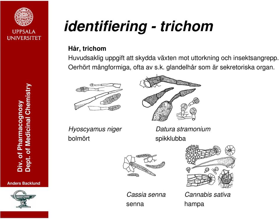 Oerhört mångformiga, ofta av s.k.