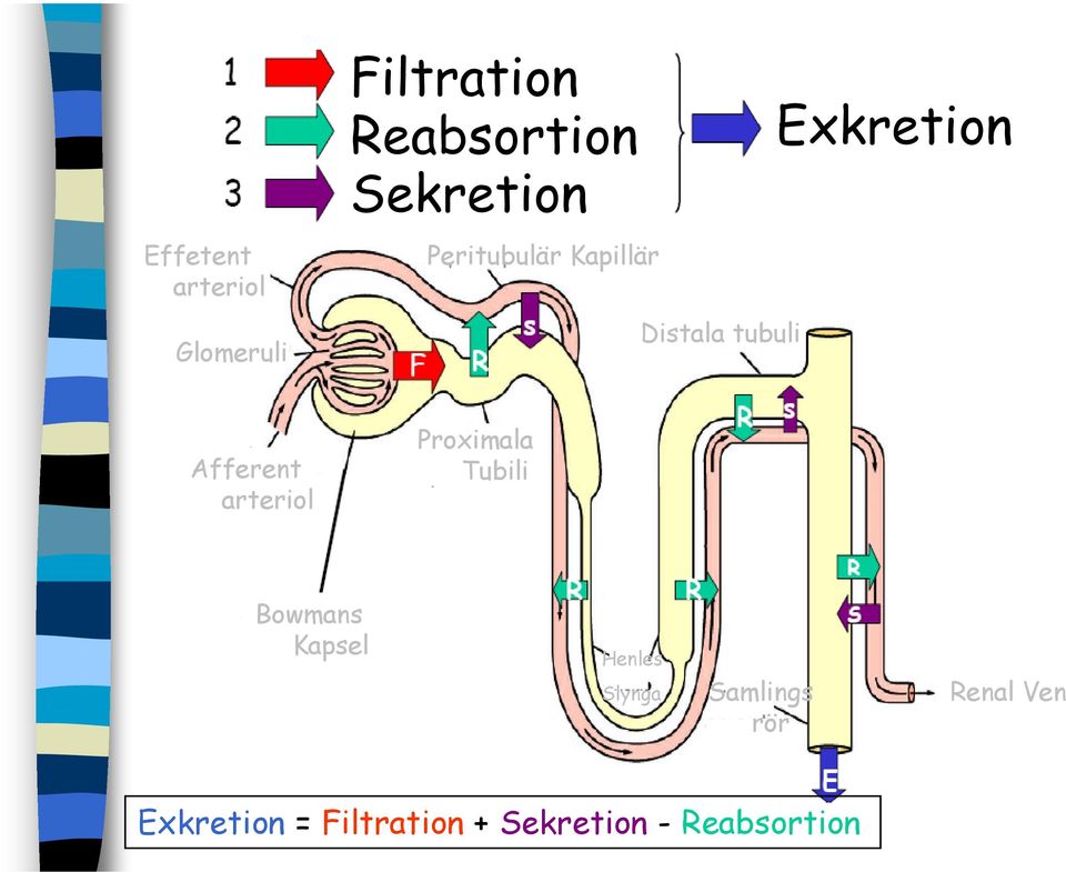 arteriol Proximala Tubili Bowmans Kapsel Henles Slynga