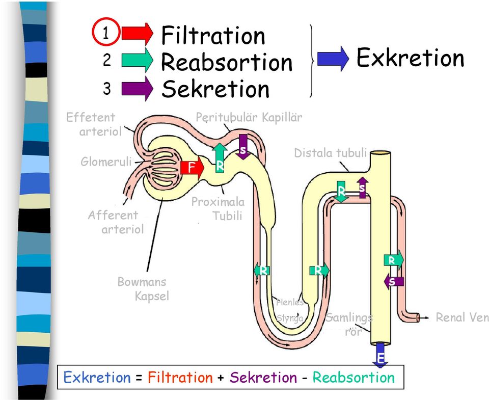 arteriol Proximala Tubili Bowmans Kapsel Henles Slynga