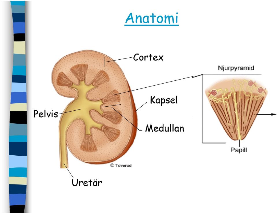 Pelvis