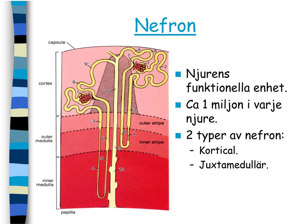 Ca 1 miljon i varje njure.