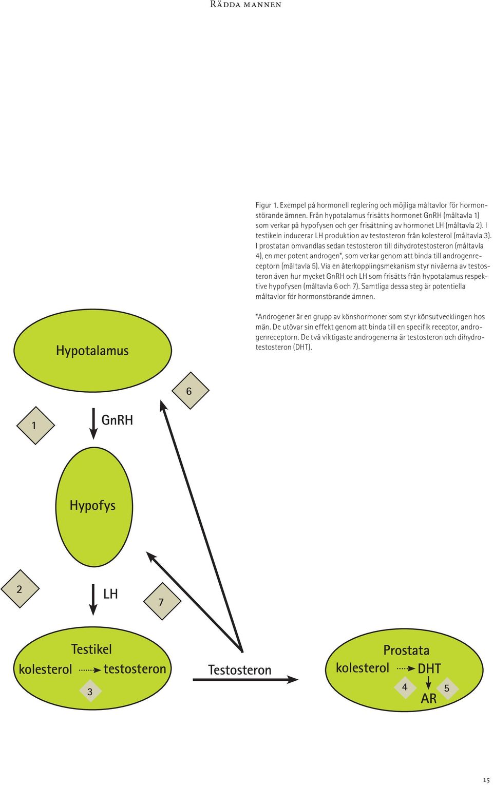 I testikeln inducerar LH produktion av testosteron från kolesterol (måltavla 3).