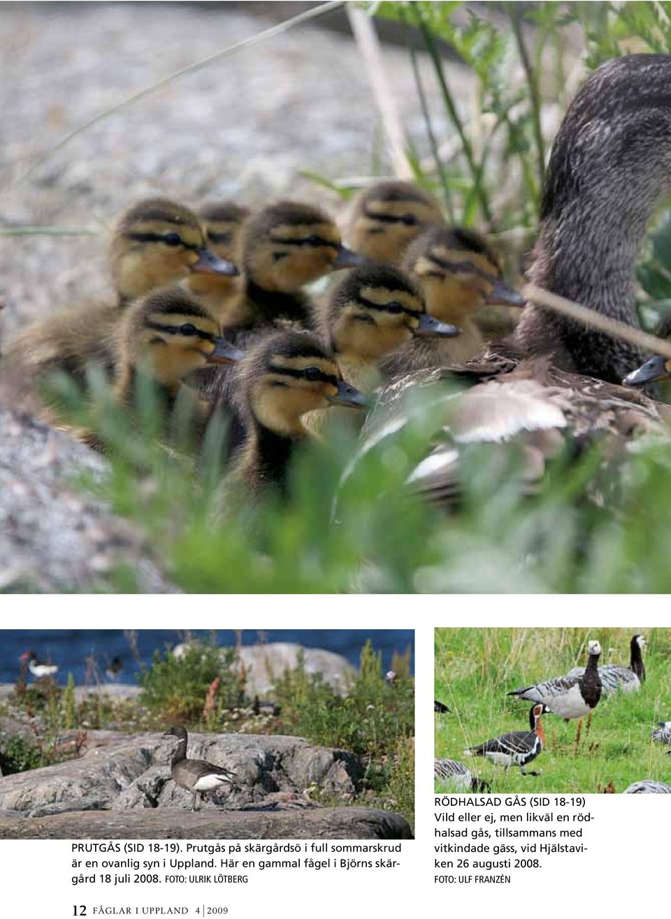 Här en gammal fågel i Björns skärgård 18 juli 2008.