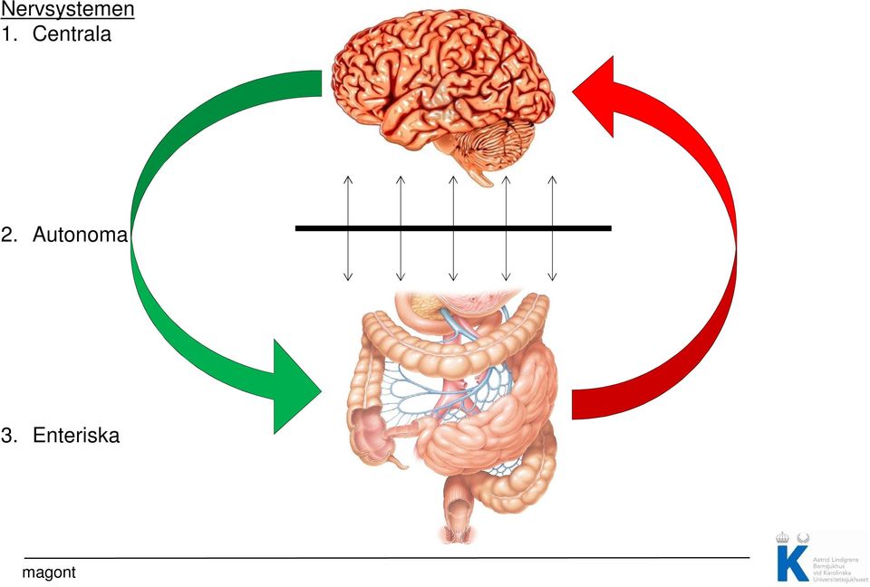 Autonoma 3.