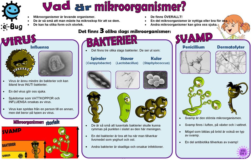 De ser ut som: Penicillium Dermatofyter Spiraler (Campylobacter) Stavar (Lactobacillus) Kulor (Staphylococcus) Virus är ännu mindre än bakterier och kan ibland leva IUTI bakterier.