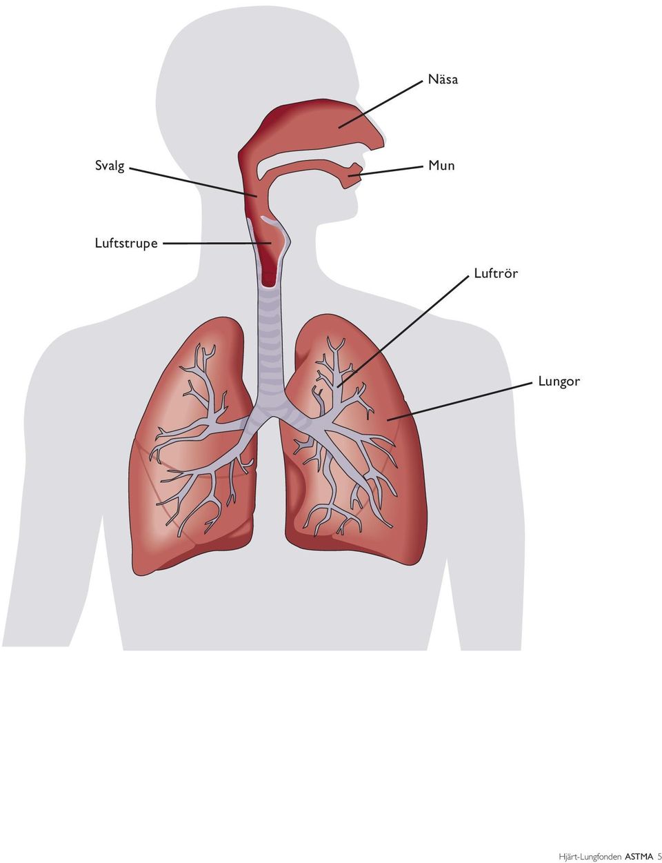 Luftrör Lungor