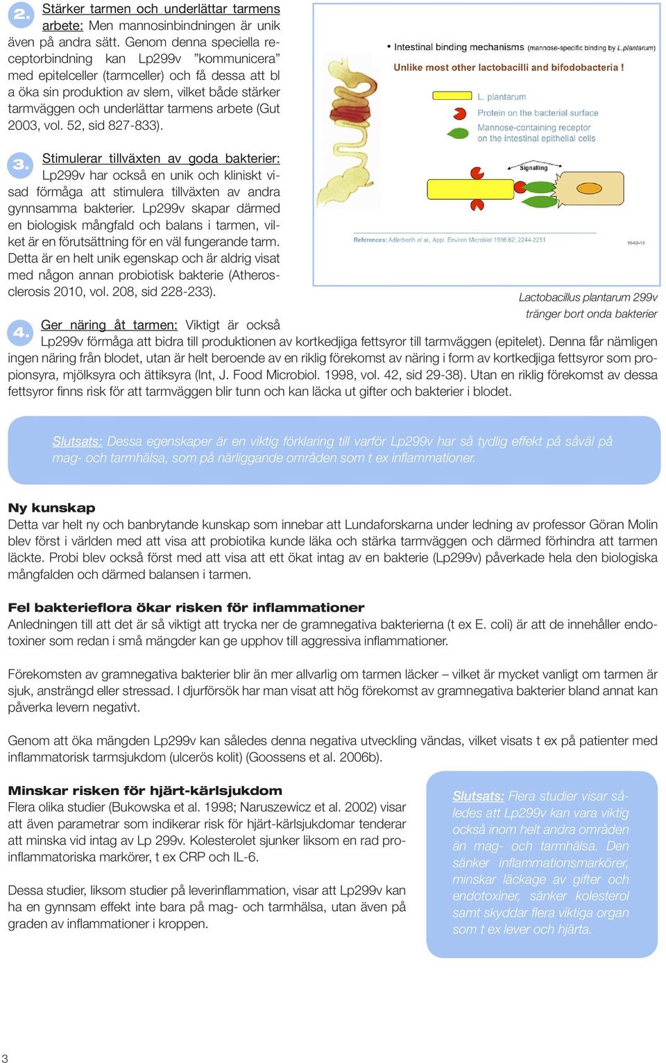 arbete (Gut 2003, vol. 52, sid 827-833). Stimulerar tillväxten av goda bakterier: 3. Lp299v har också en unik och kliniskt visad förmåga att stimulera tillväxten av andra gynnsamma bakterier.