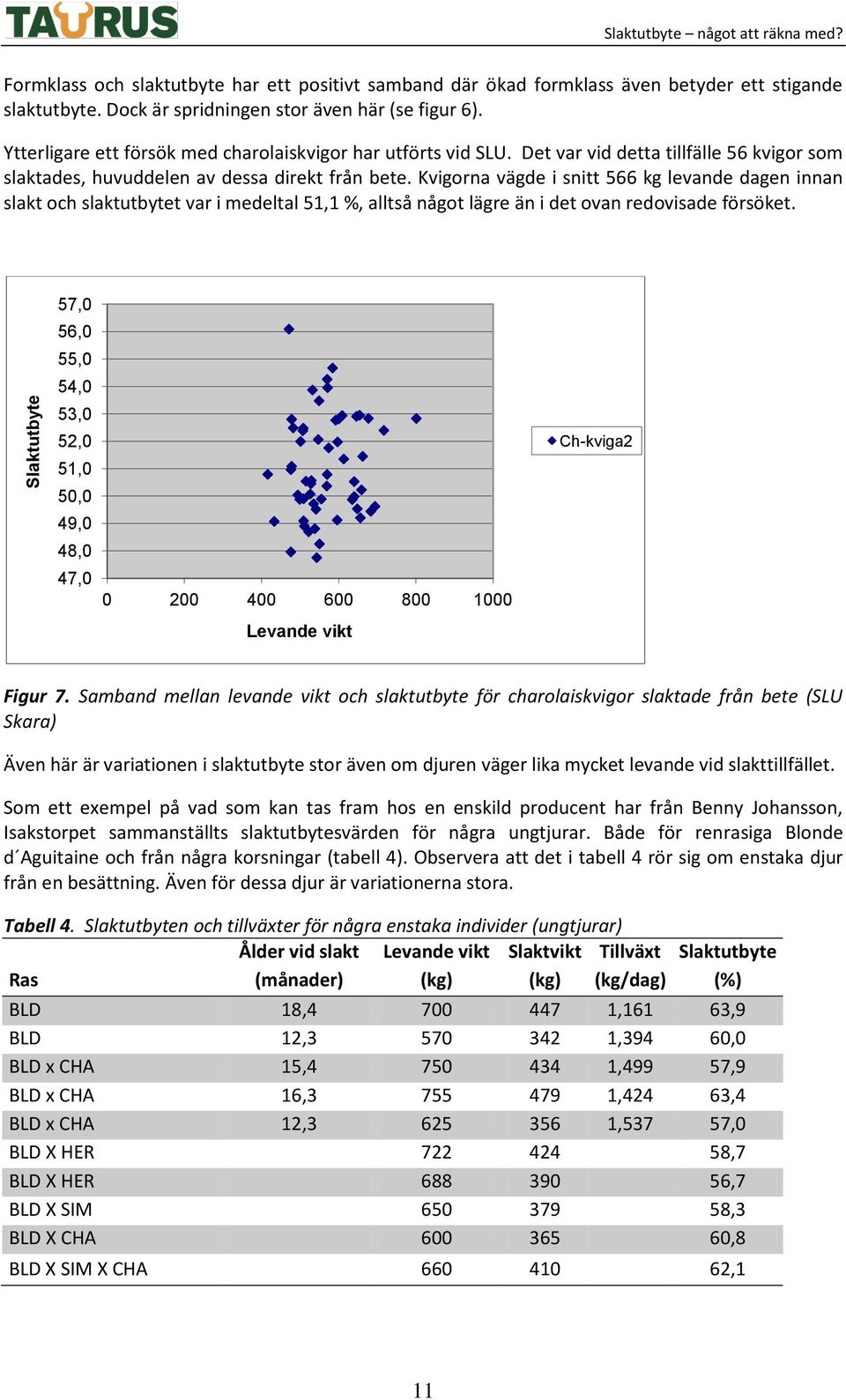 Det var vid detta tillfälle 56 kvigor som slaktades, huvuddelen av dessa direkt från bete.