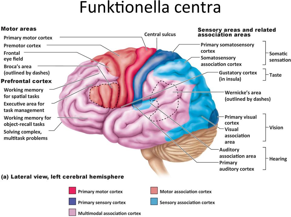areas Primary somatosensory cortex Somatosensory associa1on cortex Gustatory cortex (in insula) Wernicke s area (outlined by dashes) Primary visual cortex Visual associa1on area Auditory