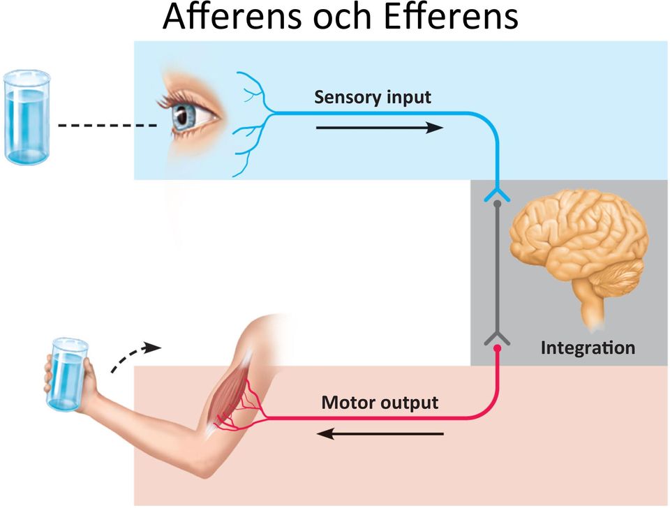 Sensory input