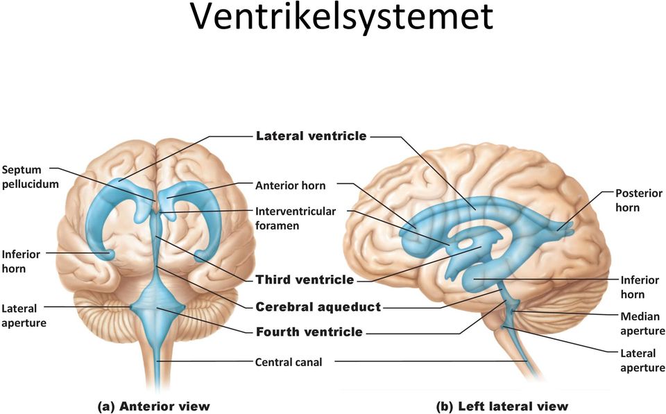 Cerebral aqueduct Fourth ventricle Central canal Posterior horn Inferior