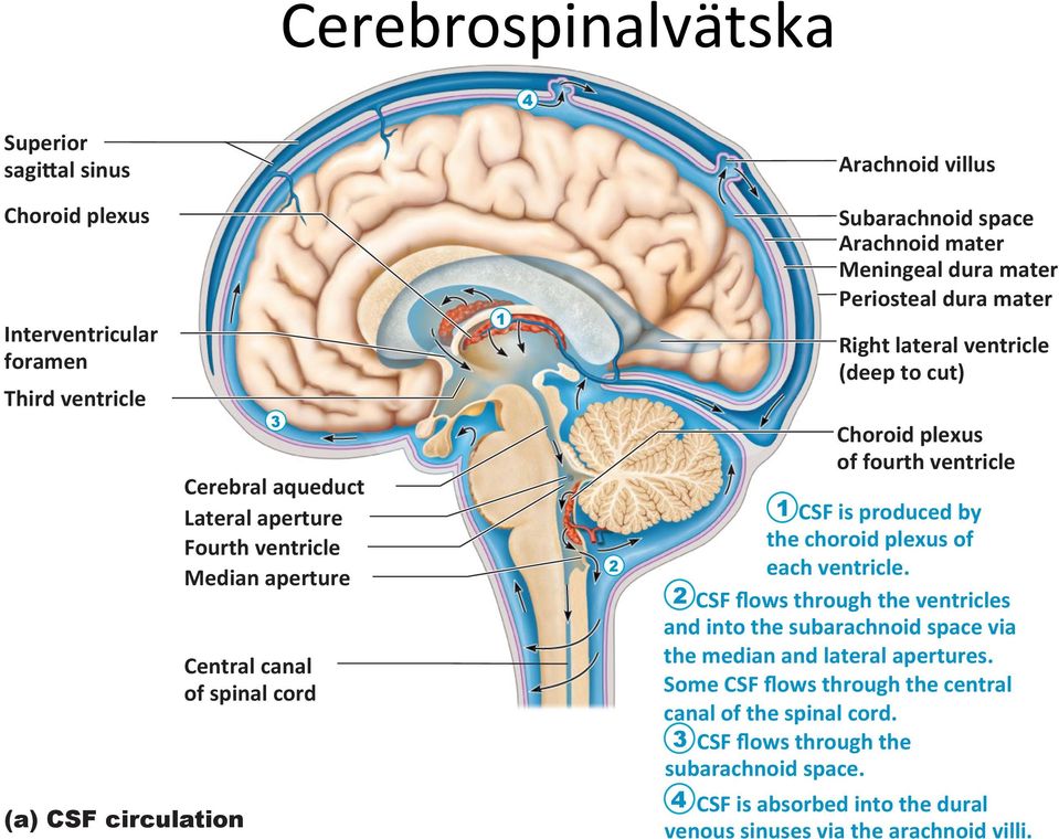 plexus of fourth ventricle 1 CSF is produced by the choroid plexus of each ventricle.