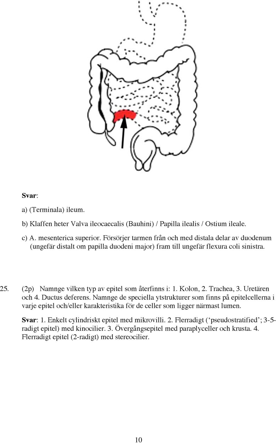 (2p) Namnge vilken typ av epitel som återfinns i: 1. Kolon, 2. Trachea, 3. Uretären och 4. Ductus deferens.