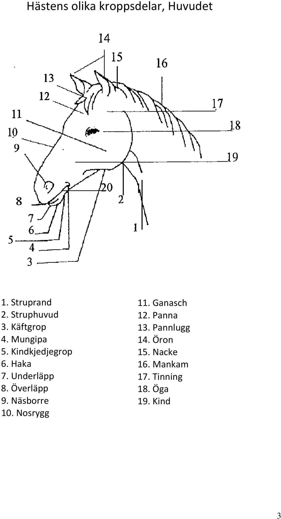 Öron 5. Kindkjedjegrop 15. Nacke 6. Haka 16. Mankam 7.