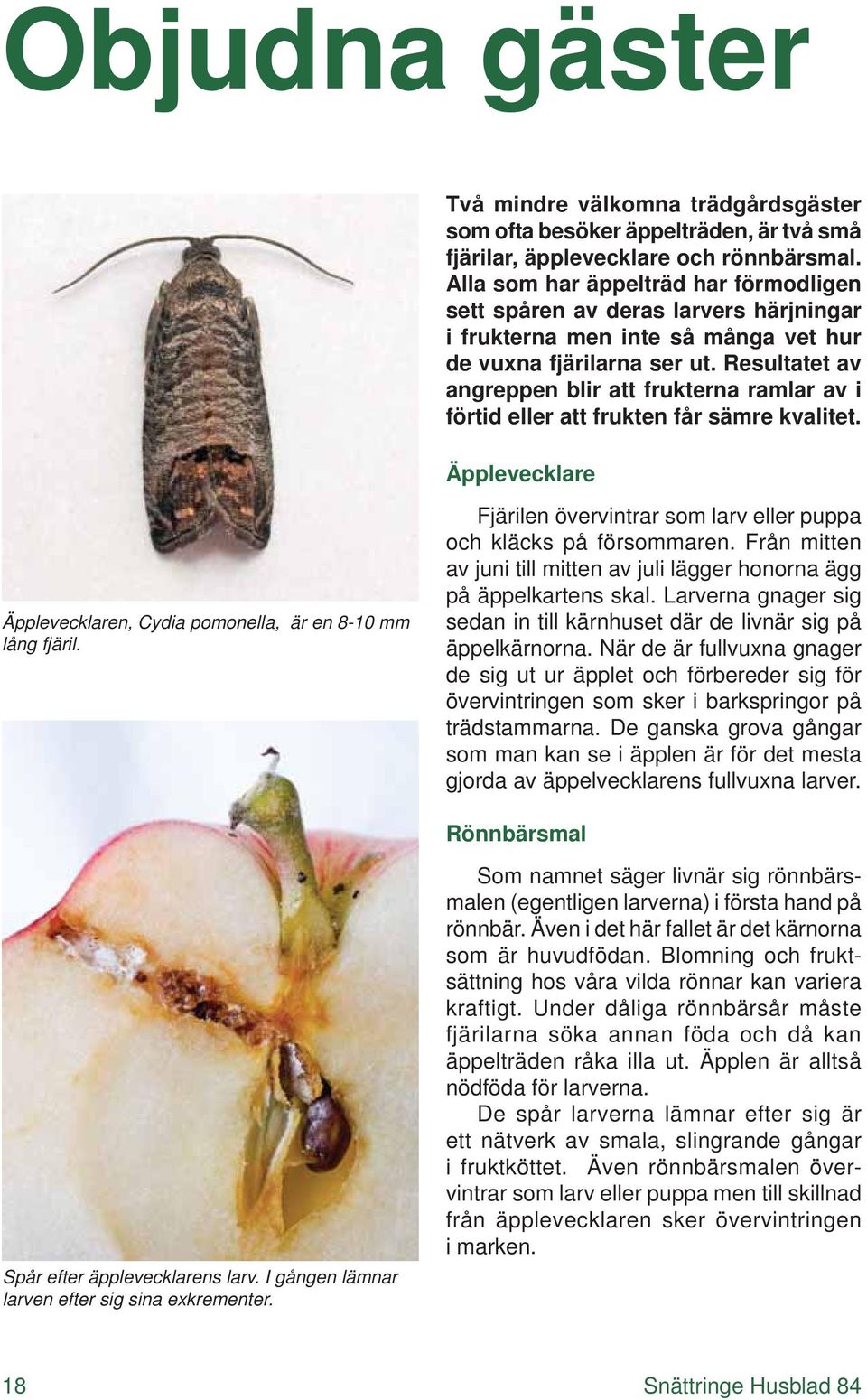 Resultatet av angreppen blir att frukterna ramlar av i förtid eller att frukten får sämre kvalitet. Äpplevecklare Äpplevecklaren, Cydia pomonella, är en 8-10 mm lång fjäril.