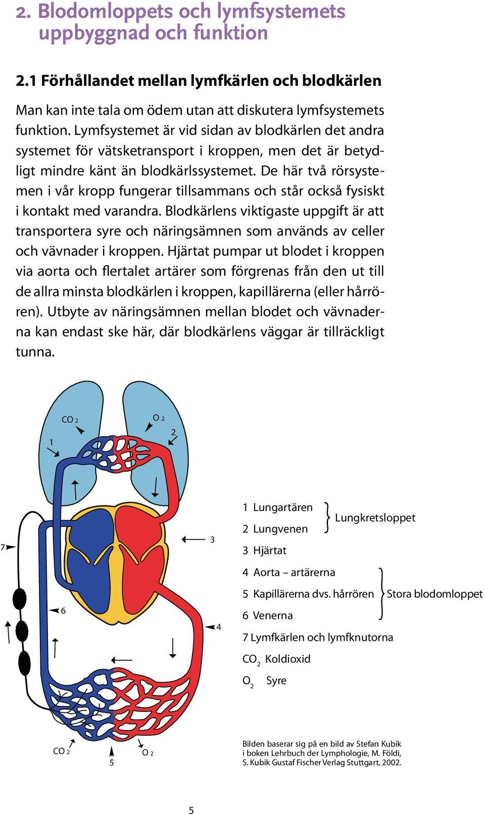 De här två rörsystemen i vår kropp fungerar tillsammans och står också fysiskt i kontakt med varandra.