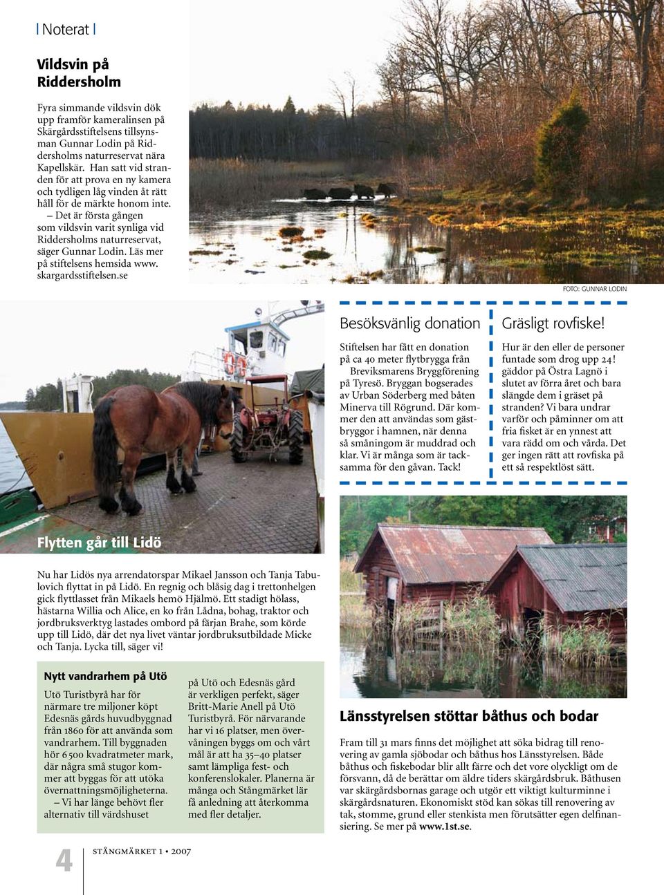 Det är första gången som vildsvin varit synliga vid Riddersholms naturreservat, säger Gunnar Lodin. Läs mer på stiftelsens hemsida www. skargardsstiftelsen.