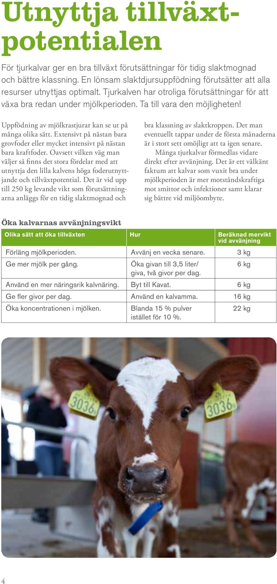 Uppfödning av mjölkrastjurar kan se ut på många olika sätt. Extensivt på nästan bara grovfoder eller mycket intensivt på nästan bara kraftfoder.