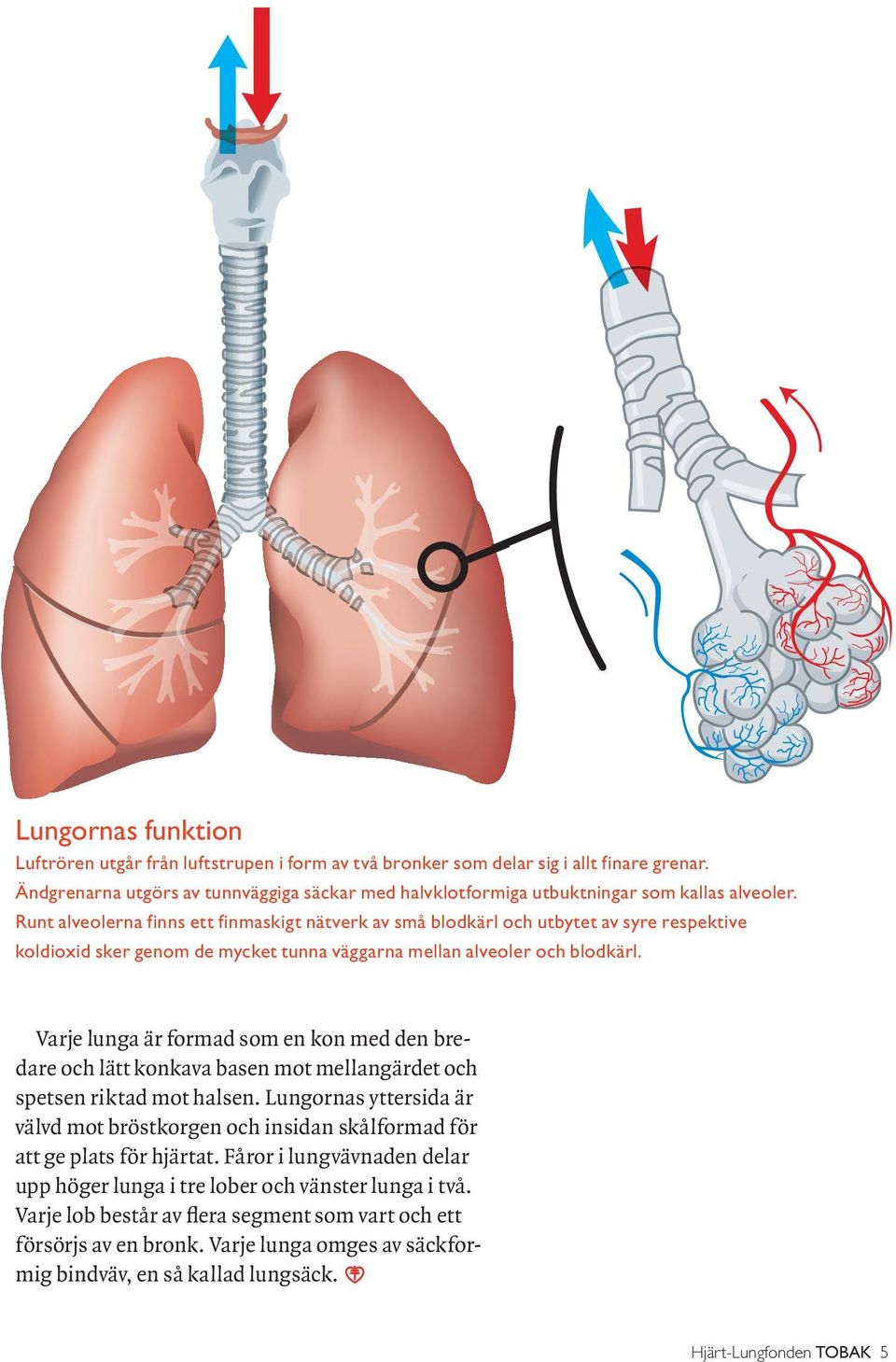 Runt alveolerna finns ett finmaskigt nätverk av små blodkärl och utbytet av syre respektive koldioxid sker genom de mycket tunna väggarna mellan alveoler och blodkärl.