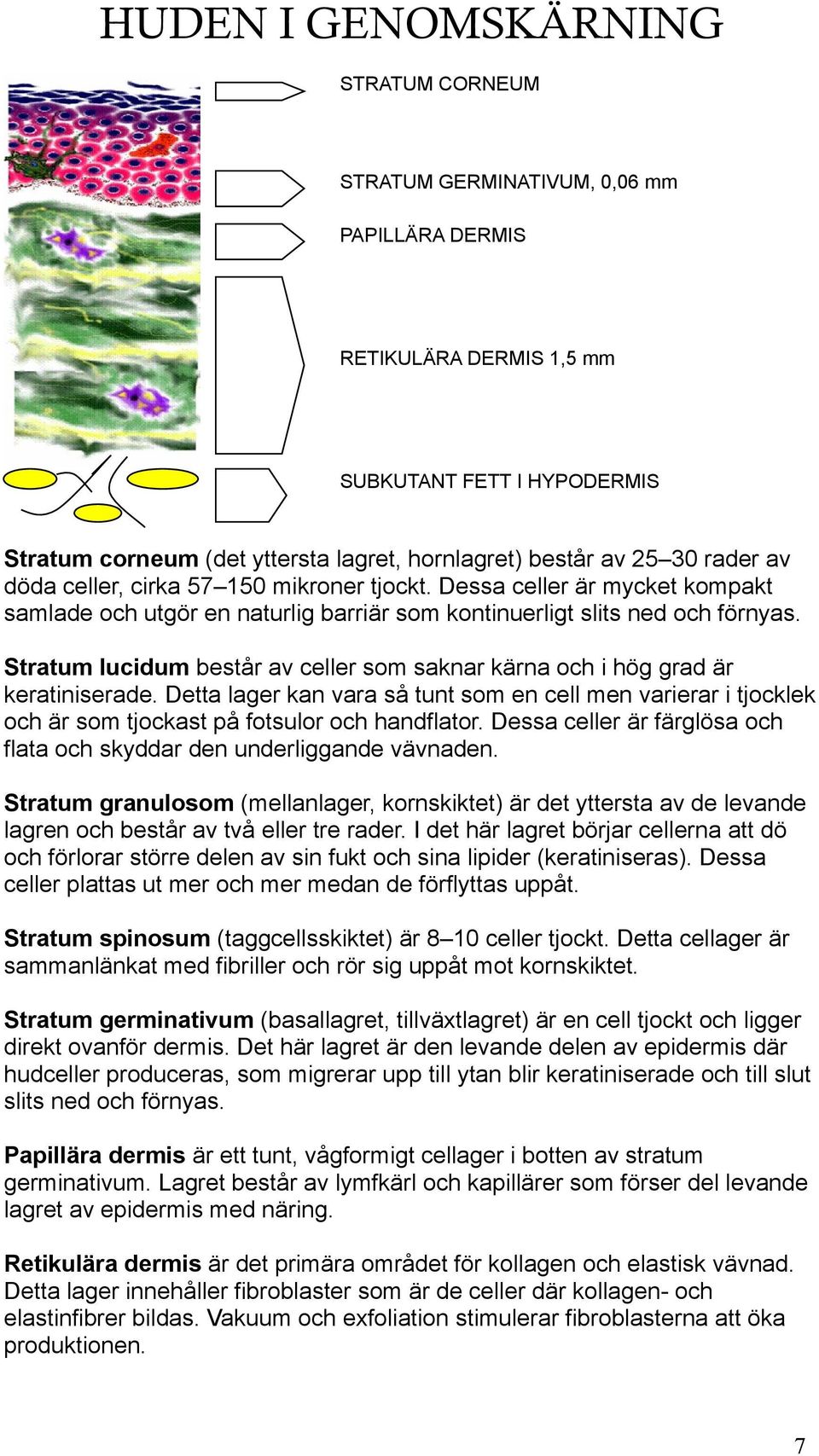 Stratum lucidum består av celler som saknar kärna och i hög grad är keratiniserade. Detta lager kan vara så tunt som en cell men varierar i tjocklek och är som tjockast på fotsulor och handflator.