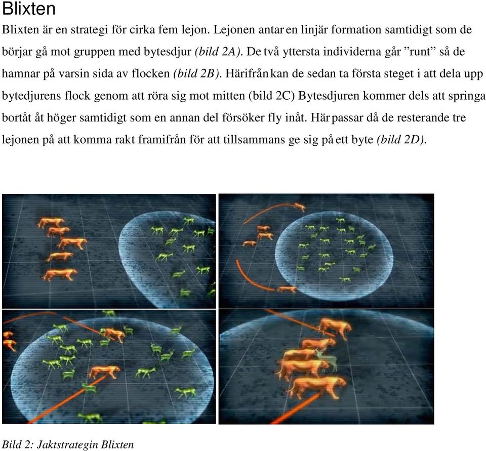 Härifrån kan de sedan ta första steget i att dela upp bytedjurens flock genom att röra sig mot mitten (bild 2C) Bytesdjuren kommer dels att springa