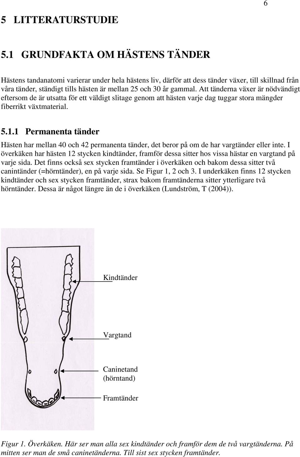 Att tänderna växer är nödvändigt eftersom de är utsatta för ett väldigt slitage genom att hästen varje dag tuggar stora mängder fiberrikt växtmaterial. 5.1.