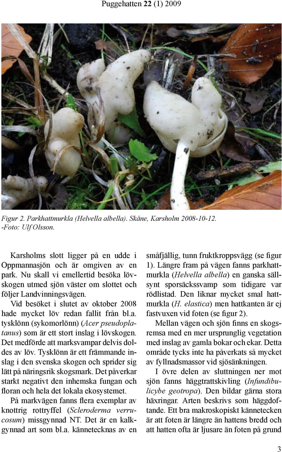 Det medförde att marksvampar delvis doldes av löv. Tysklönn är ett främmande inslag i den svenska skogen och sprider sig lätt på näringsrik skogsmark.