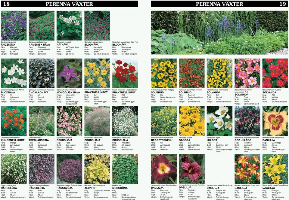 CHOKLADNÄVA 5 cm. Geranium wlassovianum MONGOLISK NÄVA Färge: Mörkviolett Juli-sept Sol-halvskuggaskugga-rabatt Geum chiloense Lady Stratheden PRAKTNEJLIKROT Maj-juli Geum chiloense Mrs.