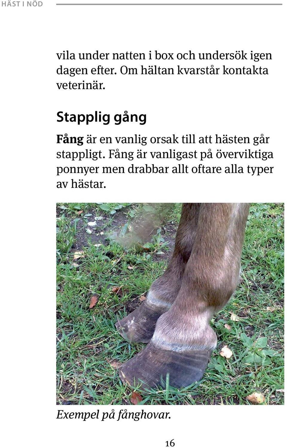 Stapplig gång Fång är en vanlig orsak till att hästen går stappligt.