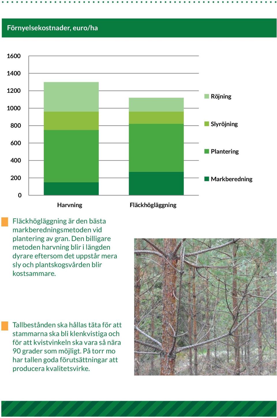 Den billigare metoden harvning blir i längden dyrare eftersom det uppstår mera sly och plantskogsvården blir kostsammare.