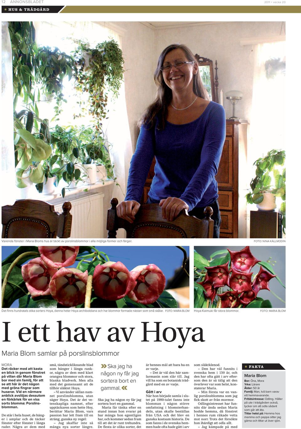 FOTO: MARIA BLOM I ett hav av Hoya Maria Blom samlar på porslinsblommor MORA Det räcker med att kasta en blick in genom fönstret på villan där Maria Blom bor med sin familj, för att se att här är det