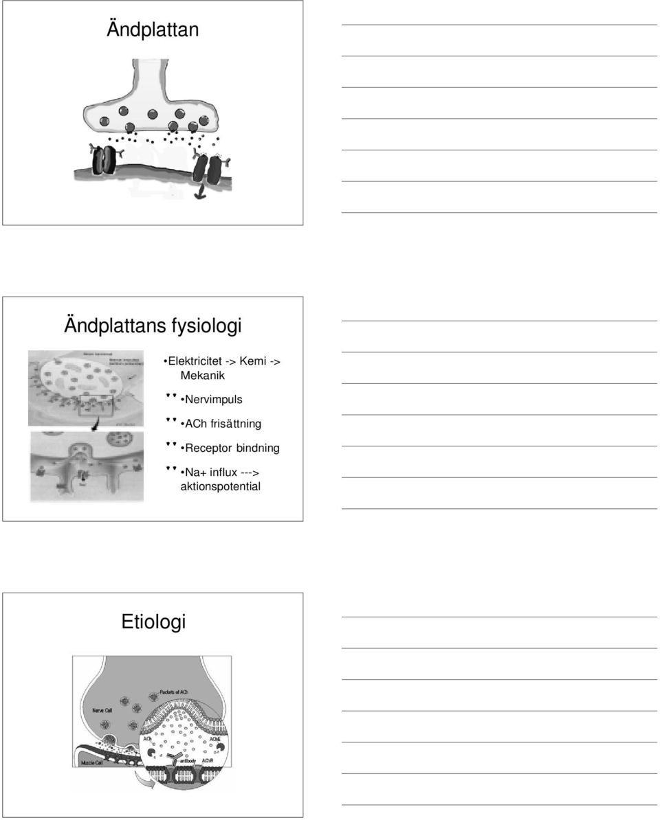 Nervimpuls " ACh frisättning " Receptor