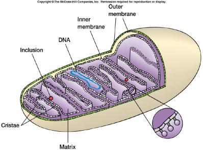 ex. mjölksyra eller etanol Respiration (andning) oftast stort energiutbyte Elektrontransportkedja 26 Prokaryoter Eukaryoter Membran kan respirera inte bara med O 2, utan också med tex SO 4 2-, NO 3 -