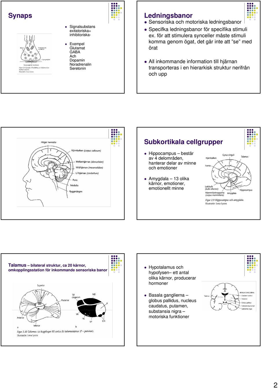 för att stimulera synceller måste stimuli komma genom ögat, det går inte att se med örat All inkommande information till hjärnan transporteras i en hierarkisk struktur nerifrån och upp Subkortikala