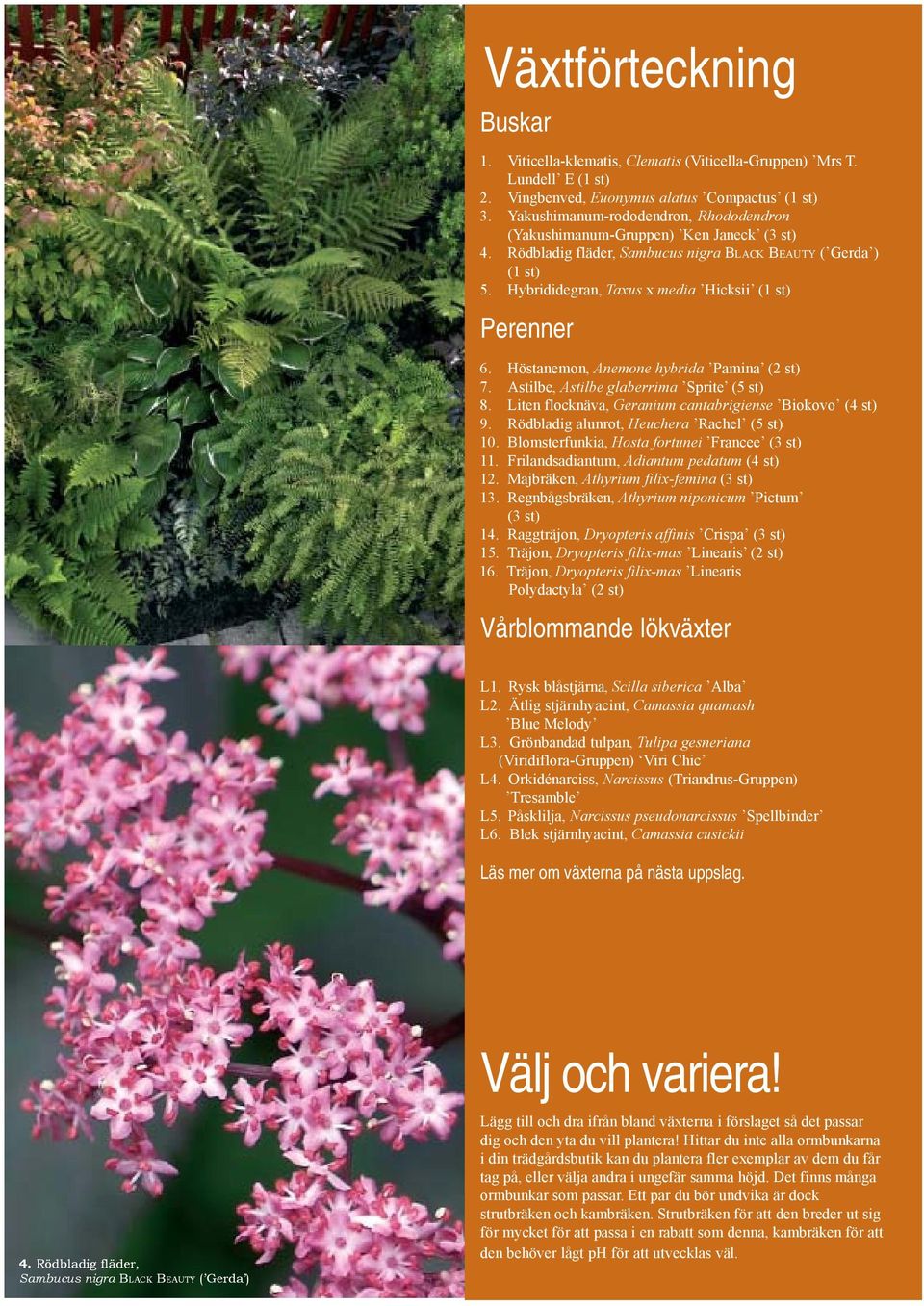 Hybrididegran, Taxus x media Hicksii (1 st) Perenner 6. Höstanemon, Anemone hybrida Pamina (2 st) 7. Astilbe, Astilbe glaberrima Sprite (5 st) 8.