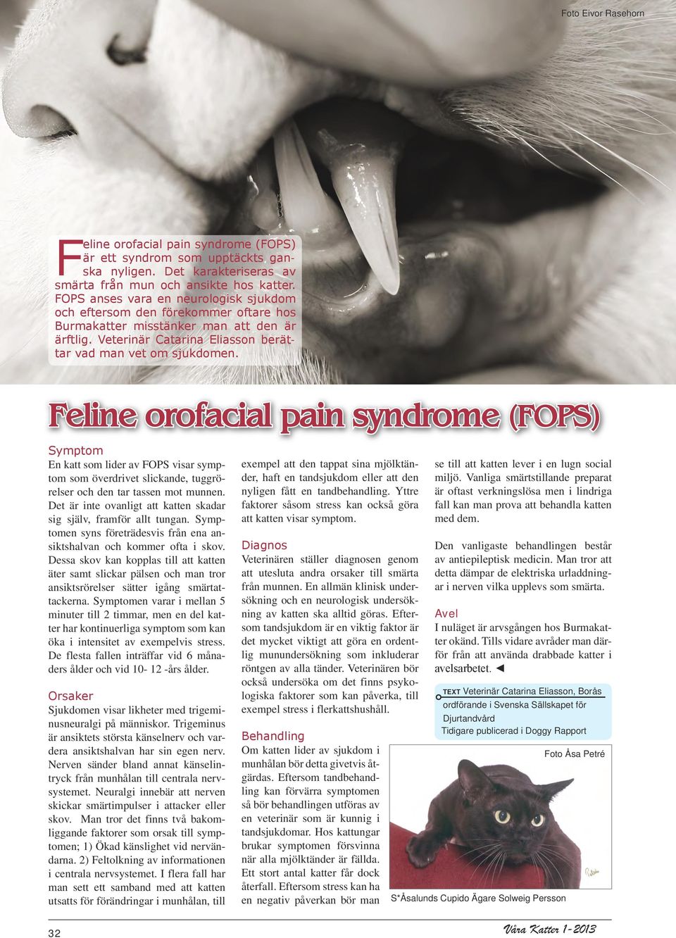 Feline orofacial pain syndrome (FOPS) Symptom En katt som lider av FOPS visar symptom som överdrivet slickande, tuggrörelser och den tar tassen mot munnen.