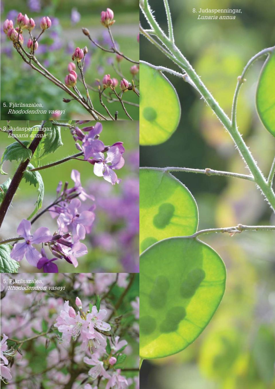 Fjärilsazalea, Rhododendron vaseyi