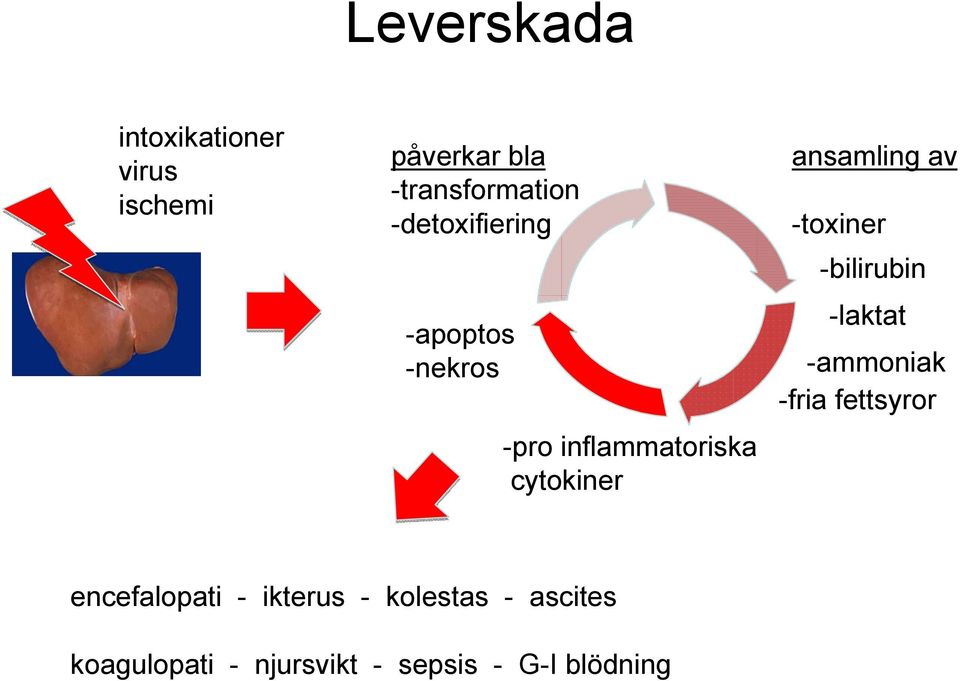 av -toxiner -bilirubin -laktat -ammoniak -fria fettsyror encefalopati -