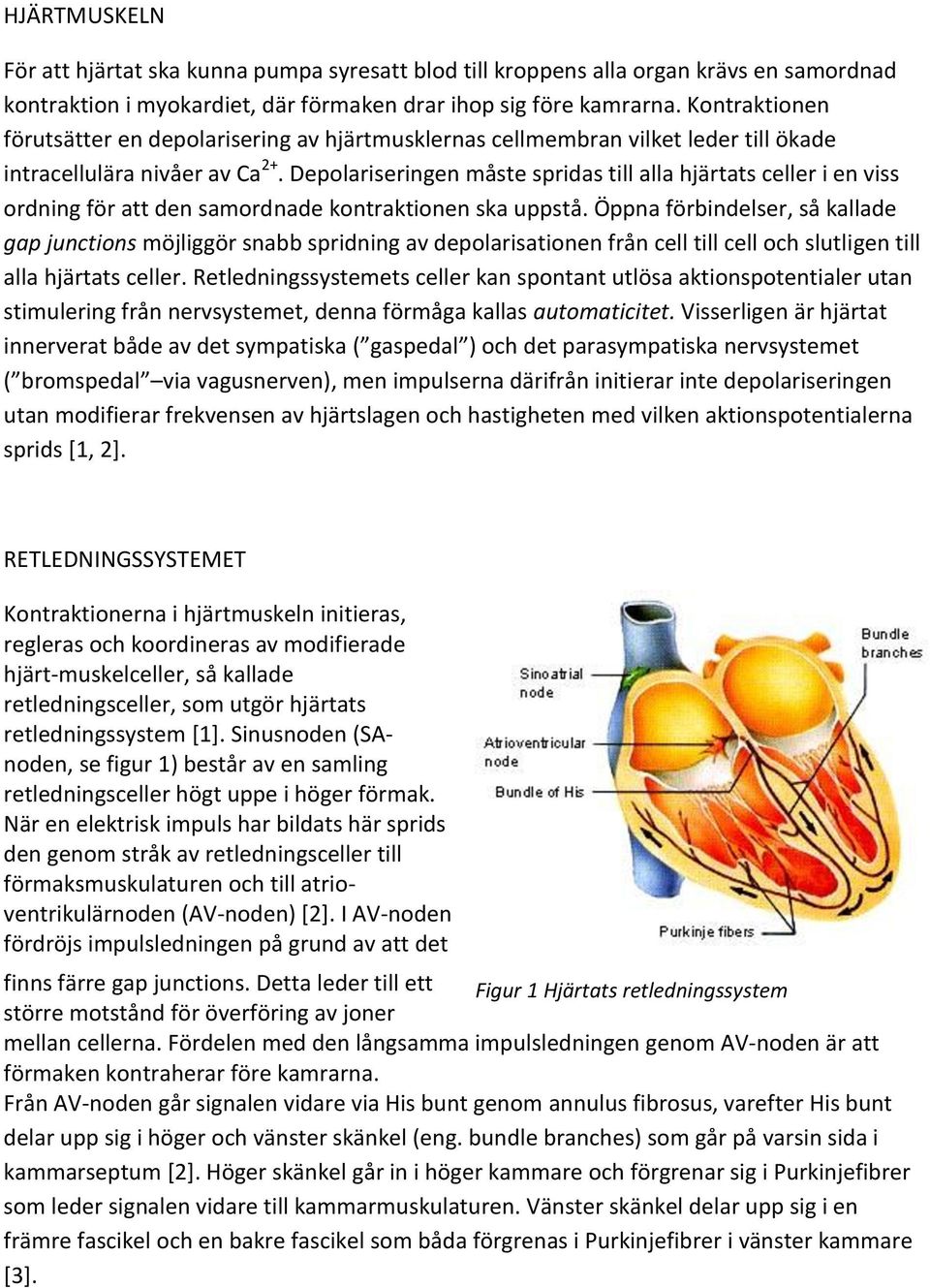 Depolariseringen måste spridas till alla hjärtats celler i en viss ordning för att den samordnade kontraktionen ska uppstå.