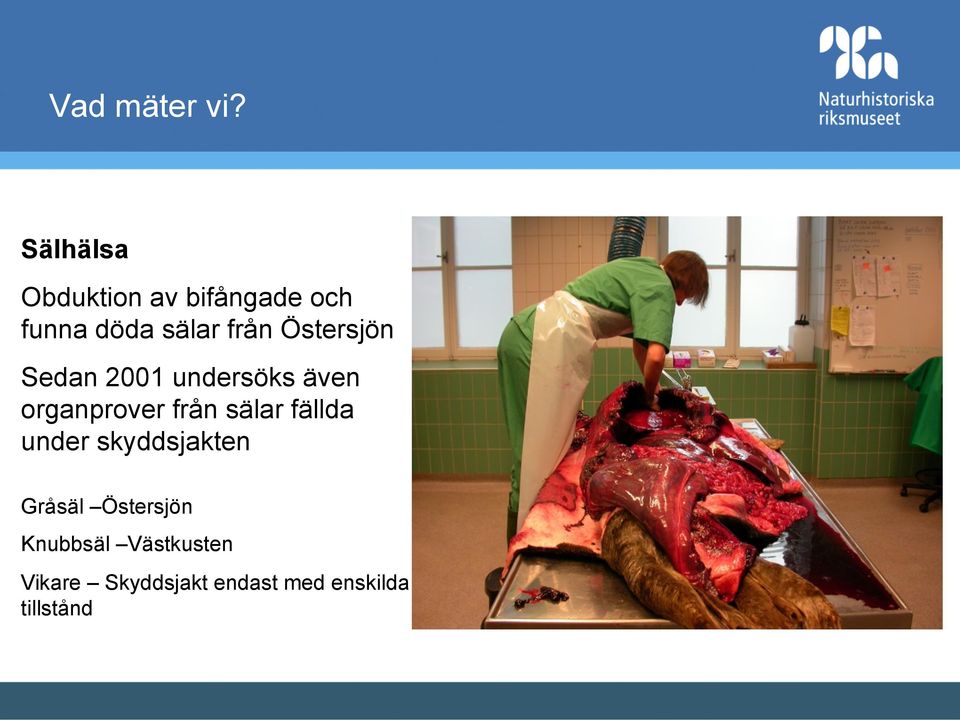 Östersjön Sedan 2001 undersöks även organprover från sälar